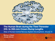 The Human Brain during the Third Trimester 310– to 350–mm Crown-Rump Lengths: Atlas of Central Nervous System Development, Volume 13 book cover