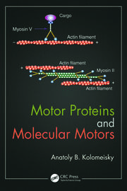 Motor Proteins and Molecular Motors book cover
